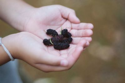 Close-up of hand holding blackberries