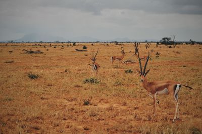 Tsavo east, kenya. safari