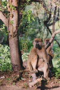 Baboon sitting on a branch at a camp in botswana, africa