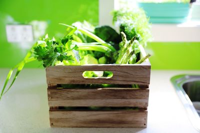 Close-up of plant in box