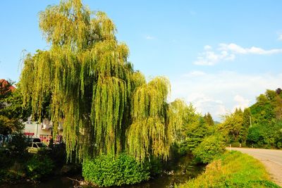 Scenic view of trees against sky