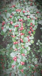 High angle view of flowering plants on field