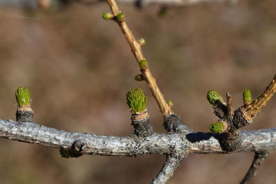 Buds on larch tree branch.