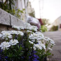 Close-up of white flowers