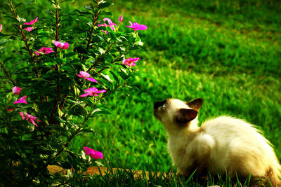 View of flowers in grass