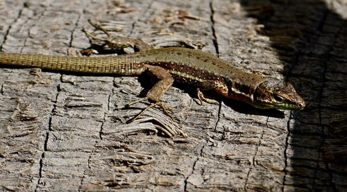 High angle view of lizard on rock