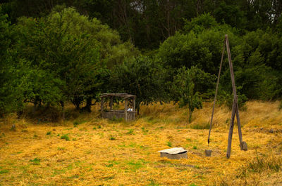 View of trees in forest and old medieval well