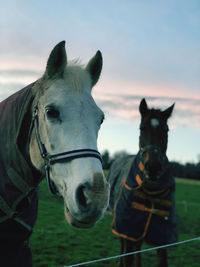 Horse standing on field