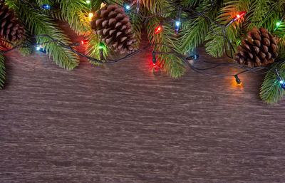 High angle view of christmas tree on plant