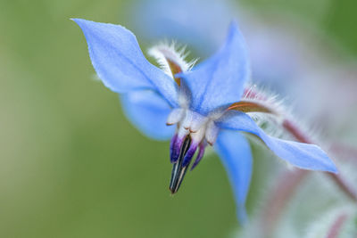 Close-up of purple flowering plant