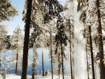 Pine trees in forest