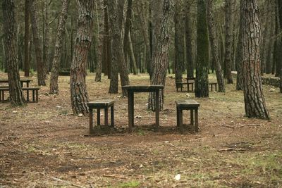 Empty bench by trees in forest