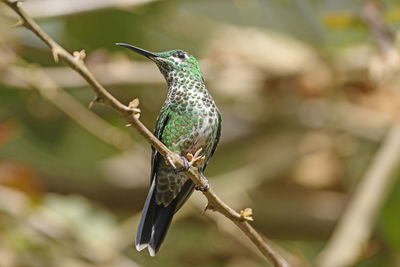 A green crowned brilliant hummingbird in la paz wildlife sanctuary in costa rica