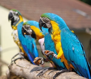 Close-up of blue parrots perching