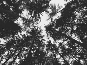 Low angle view of trees in forest