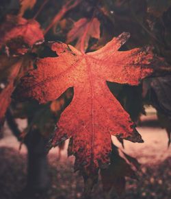 Close-up of red maple leaves on tree