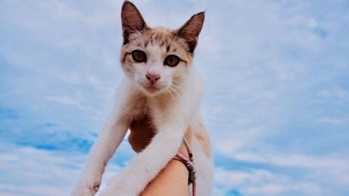 Close-up of hand holding cat against sky