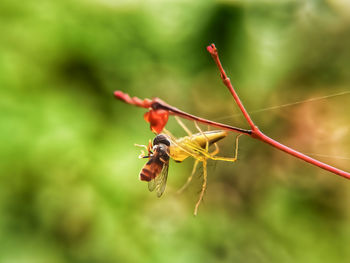 Close-up of insect on plant