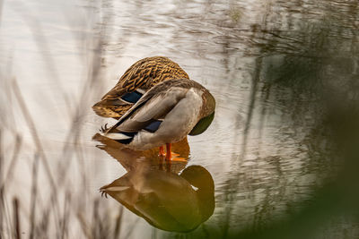 Close-up of a duck in a lake