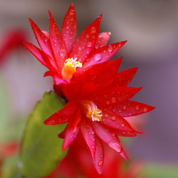 Close-up of wet red flowers blooming at park