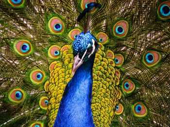 Close-up of peacock