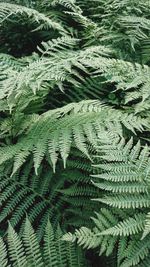 Full frame shot of fern leaves