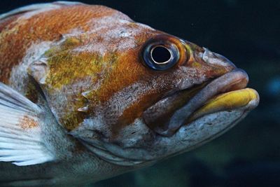 Close-up of fish in water