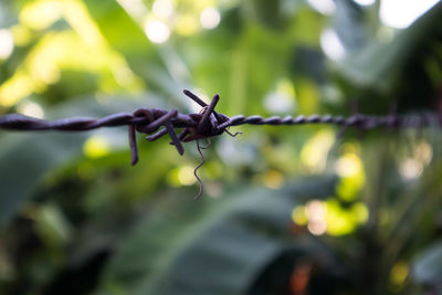 Barbed wire close up.