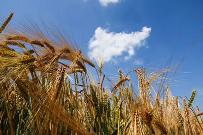 Crop growing in field