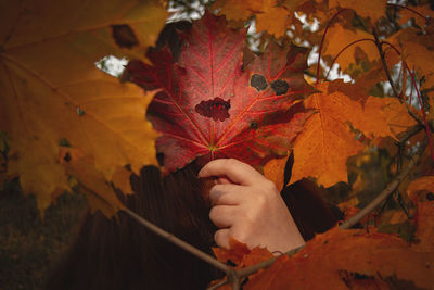 Close-up of maple leaves on plant during autumn