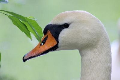 Close-up of duck