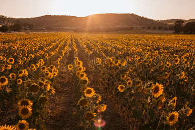 Scenic view of sunflower field against sky during sunset