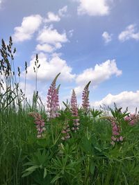 Close-up of flowering plants on field against sky