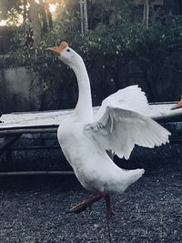 Close-up of white bird