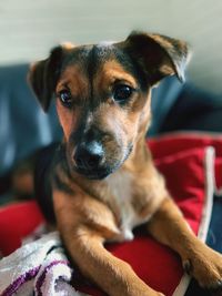 Close-up portrait of dog sitting on bed