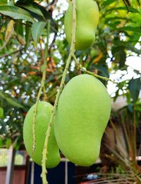 Close-up of fruit growing on tree