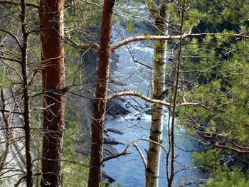 Low angle view of trees in forest