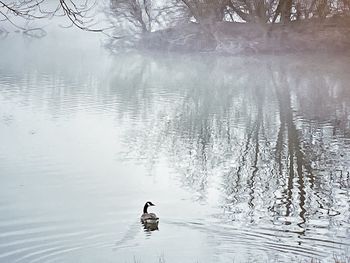 Bird swimming in lake