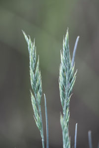 Close-up of stalks in field