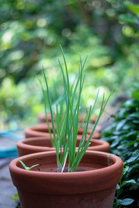Close-up of potted plant on field