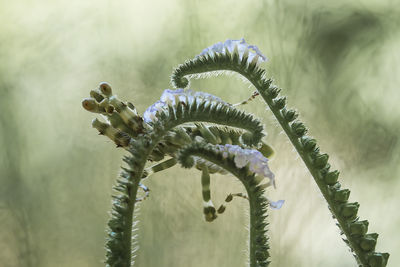 Creobroter gemmatus with beautiful pose's