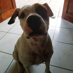 Close-up portrait of dog at home