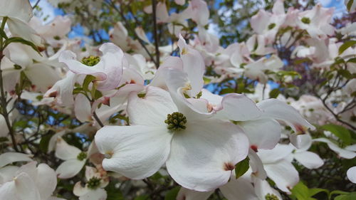 Close-up of white flowers on branch