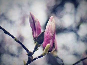 Close-up of purple flowering plant