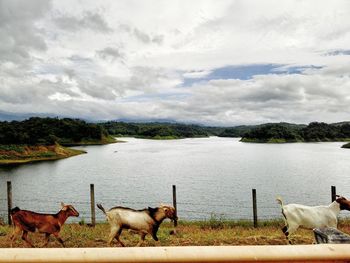 Horses by lake against sky