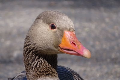 Portrait of a greylag goose