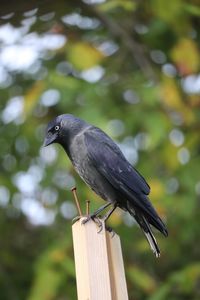 Close-up of bird perching on wooden post