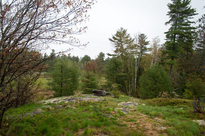Trees in forest against clear sky