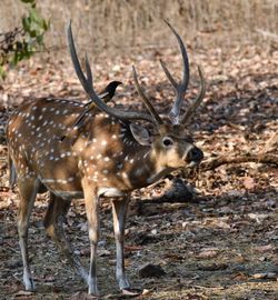 Deer on field