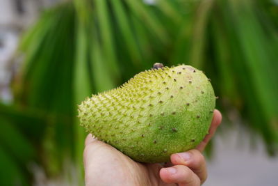 Close-up of hand holding fruit